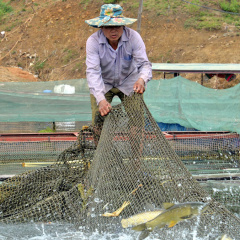 Nghề nuôi cá lồng hồ thủy điện